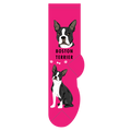 Boston Terrier
