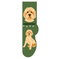 Labradoodle